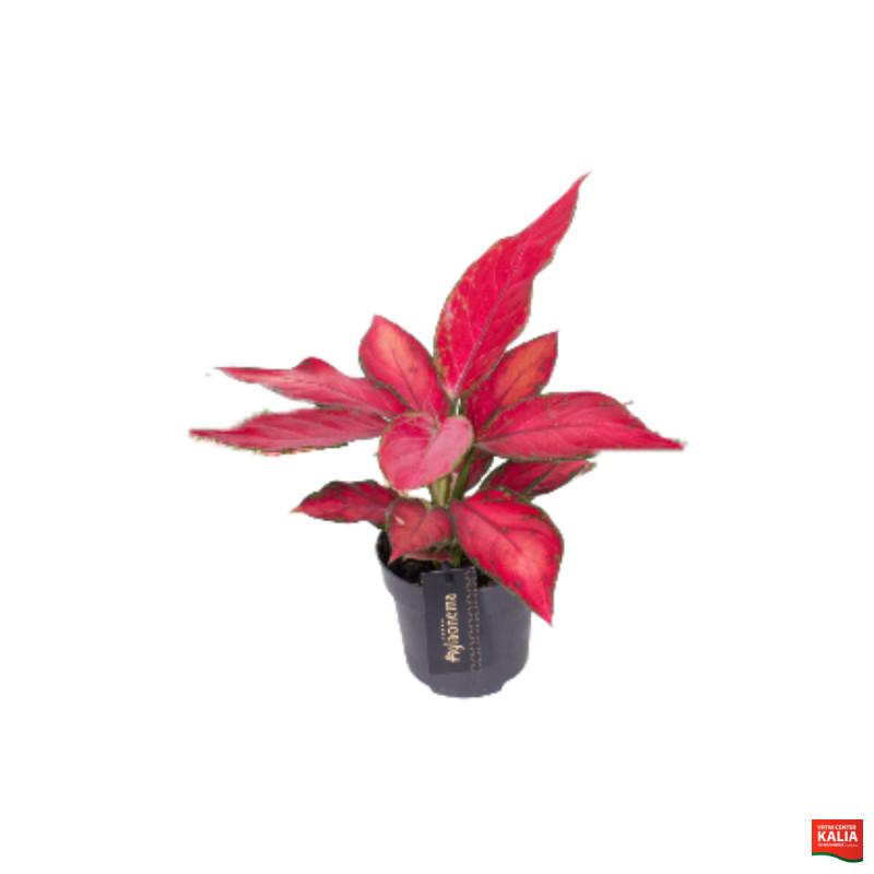 Aglaonema (Aglaonema sp., Colour Mix), P12H35 