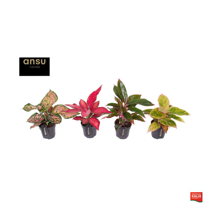 AGLAONEMA (Aglaonema sp., Colour Mix), P12H35