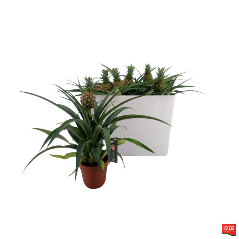 ANANAS OKRASNI (Ananas comosus