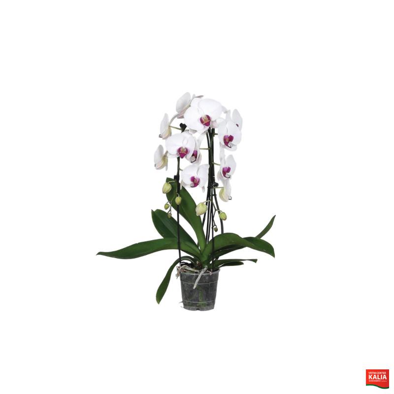 ORHIDEJA PHALAENOPSIS (Phalaenopsis sp. 