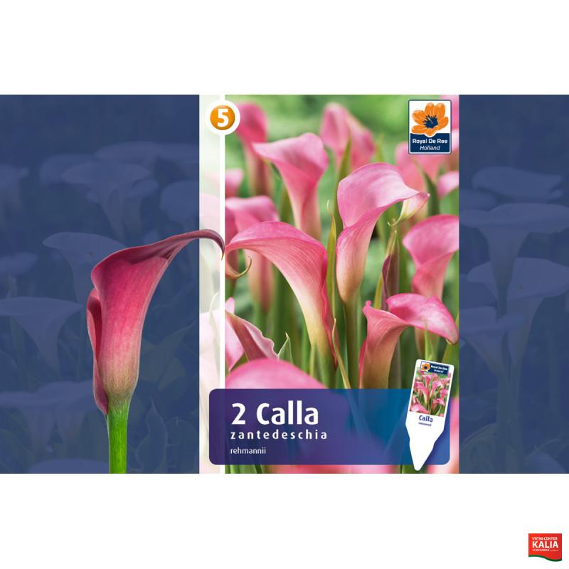 Master Calla/Zantedeschia Pink 2/1 
