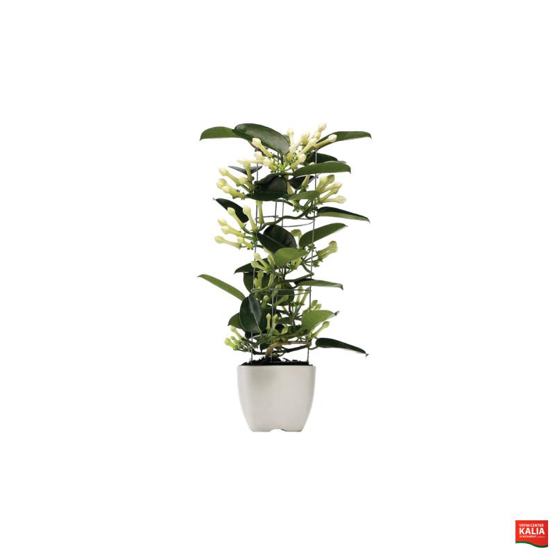 STEPHANOTIS (Stephanotis floribunda 