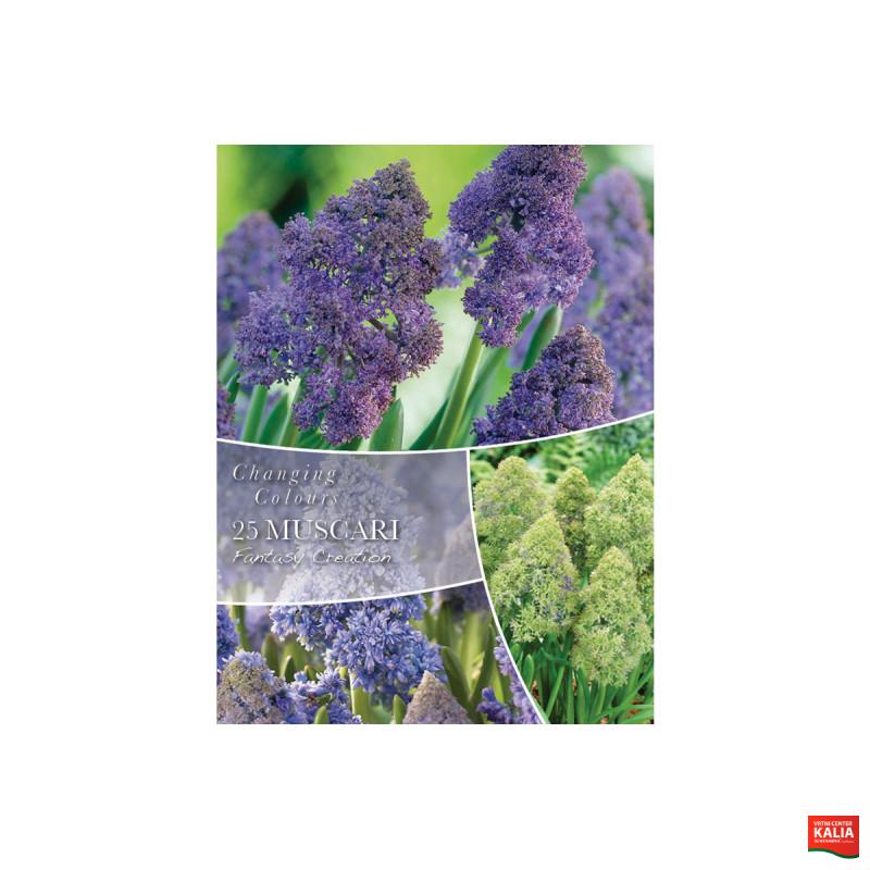 Changing Colors Muscari Fantasy Creation 25/1 
