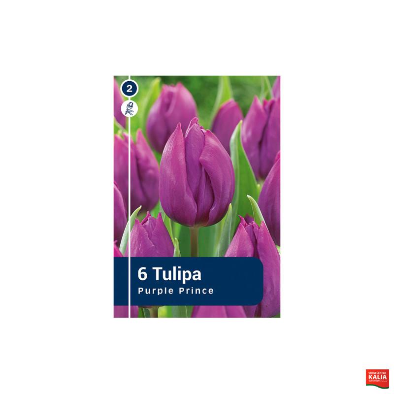 Master Tulipa Purple Prince 6/1 
