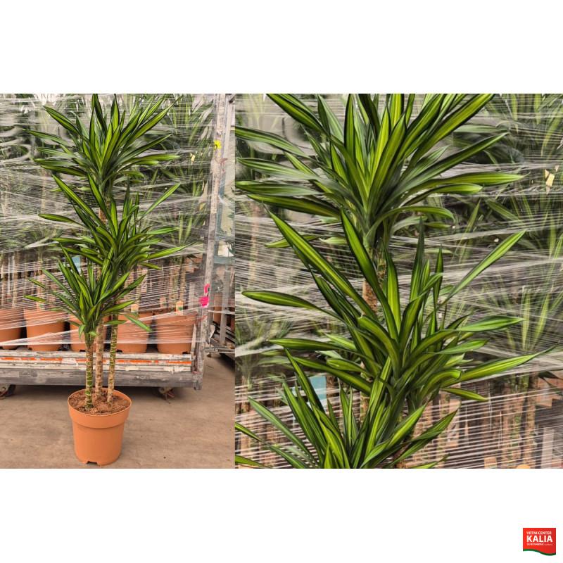 ZMAJEVKA (Dracaena fragrans