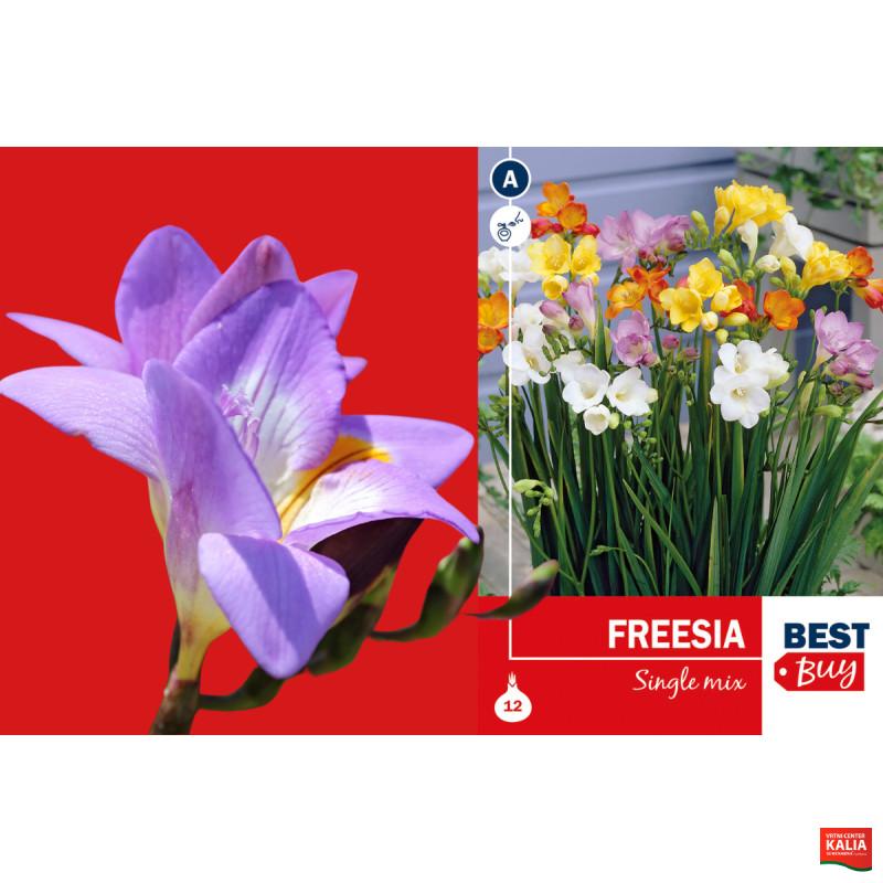 Best buy Freesia single mix 12/1
