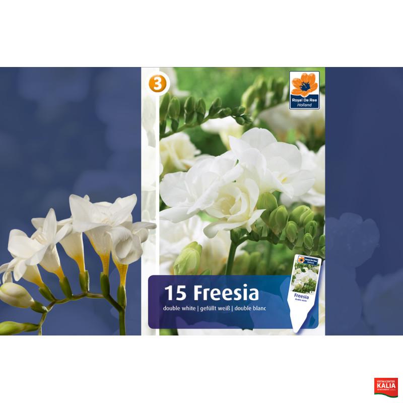 Master Freesia double white 15/1