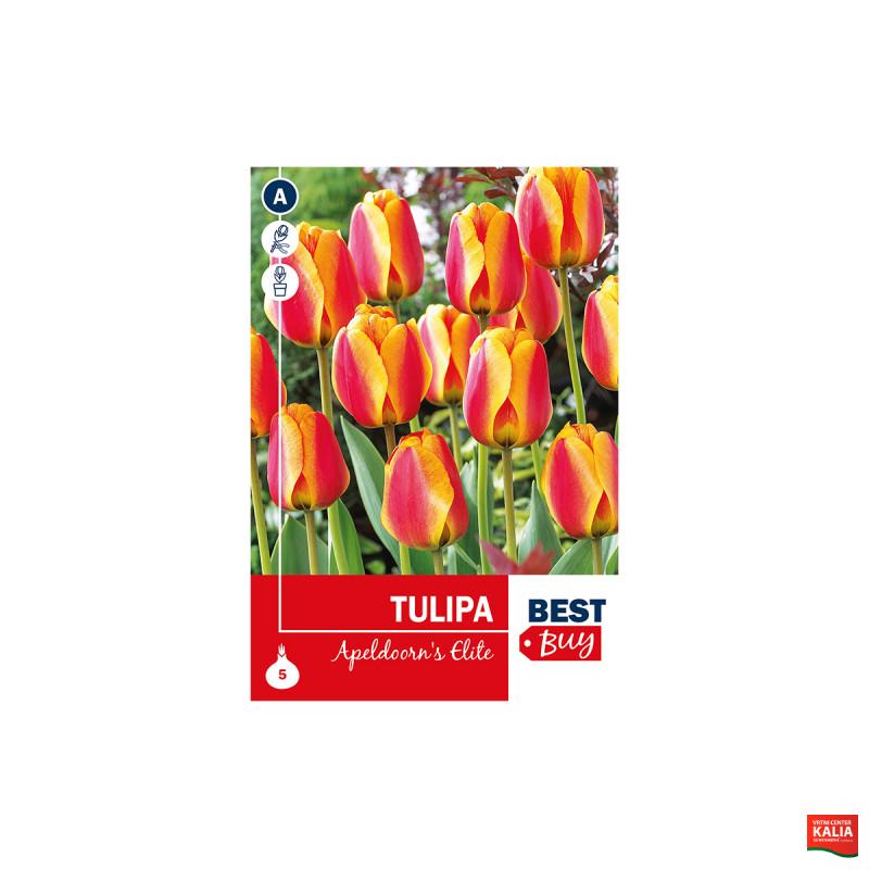 Super Best Buy Tulipa Darwin H. Apeldoorn