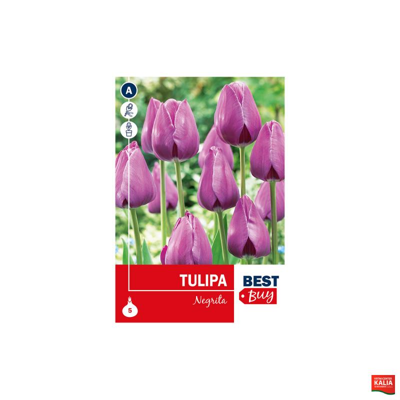 Super Best Buy Tulipa Triumph Negrita 5/1 