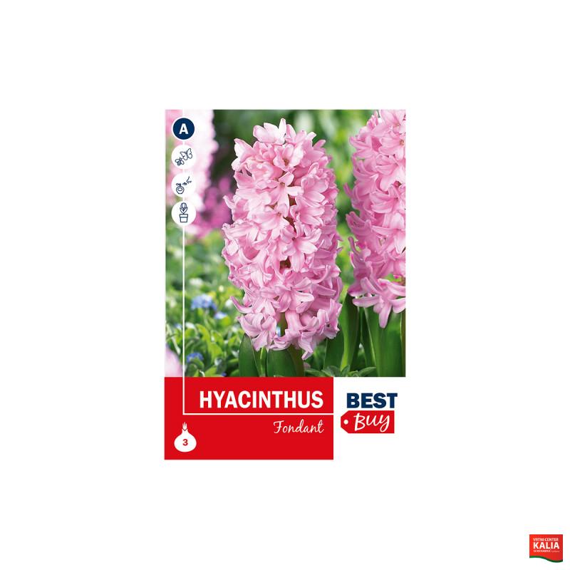 Super Best Buy Hyacinthus Fondante 3/1 