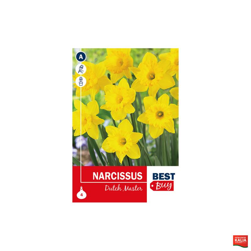 Super Best Buy Narcissus Dutch Master 4/1 