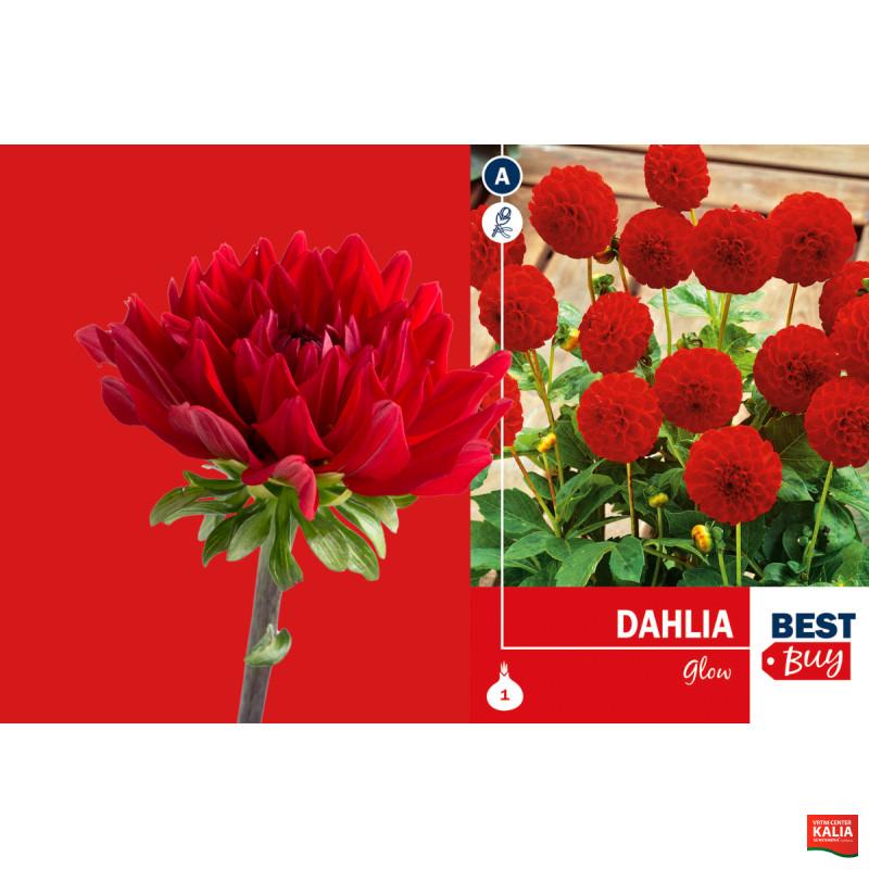 Best buy Dahlia pompon Glow 1/1