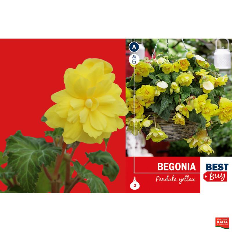 Best buy Begonia pendula yellow 2/1