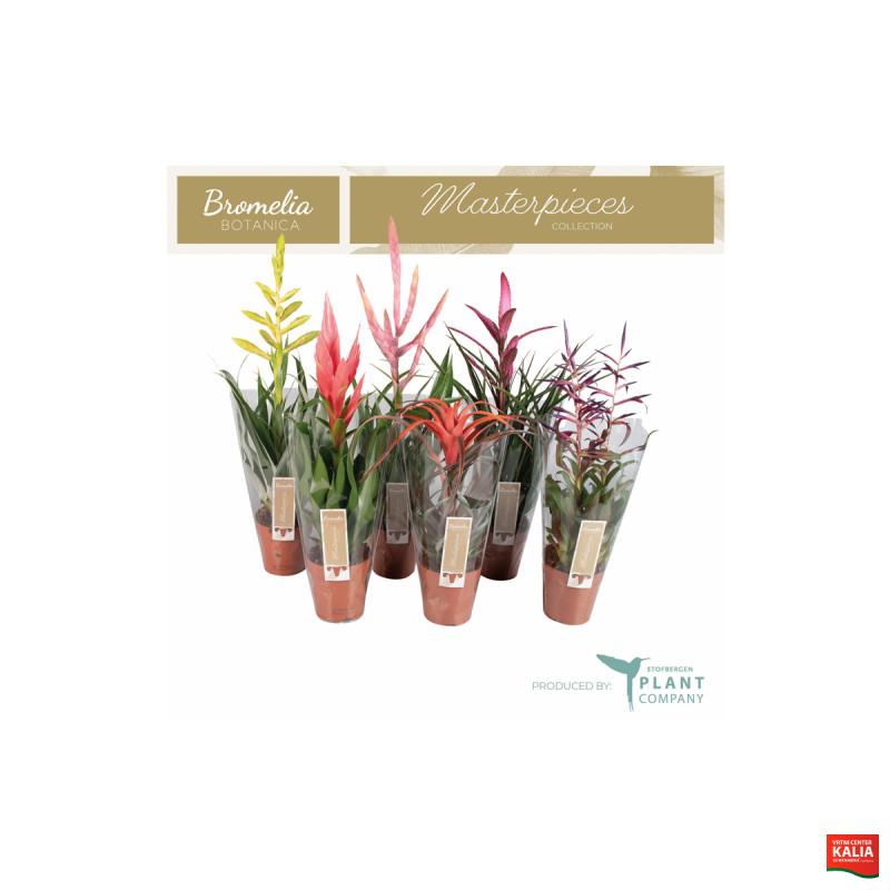 TILANCIJA MIX (Tillandsia sp., Luxe Mix), P12H55