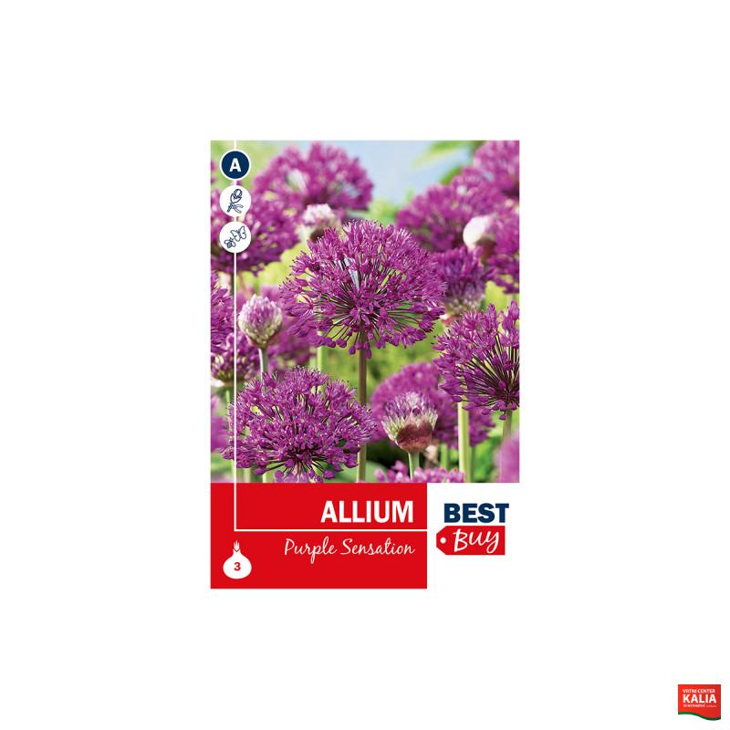 Super Best Buy Allium Purple Sensation 3/1 
