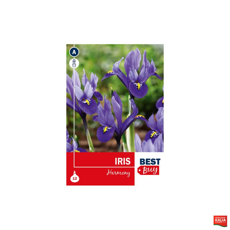 Super Best Buy Iris Reticulata Harmony 8/1 