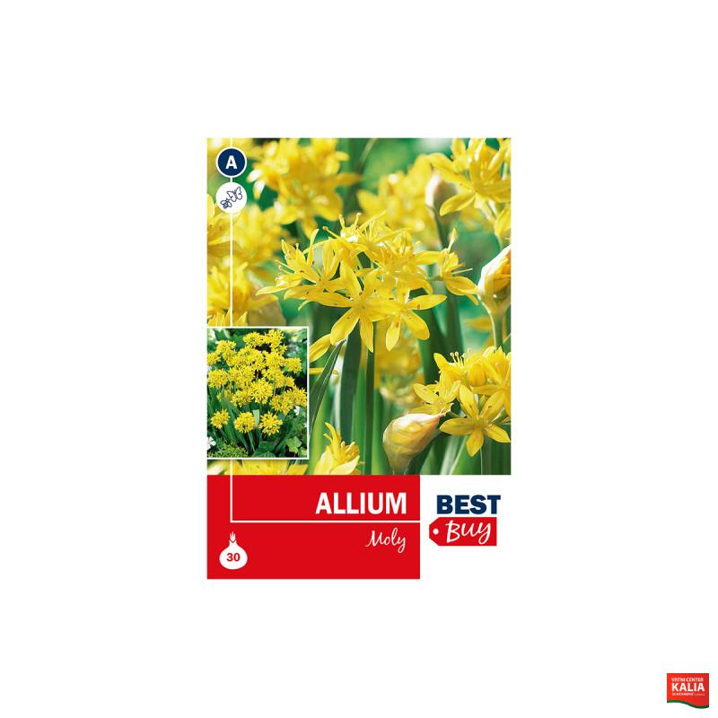 Super Best  Buy Allium Moly 30/1 