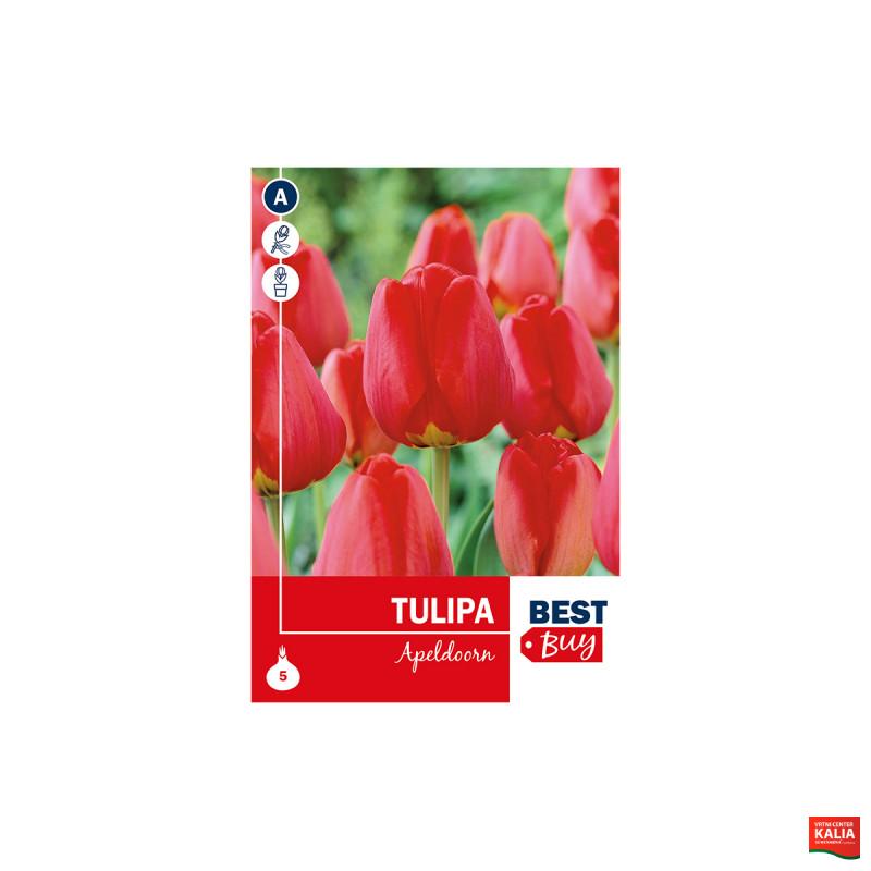 Super Best Buy Tulipa Darwin H. Apeldoorn 5/1 
