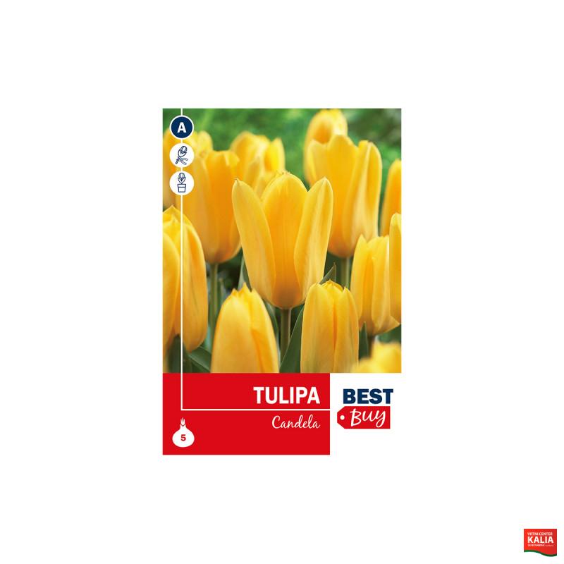 Super Best  Buy Tulipa Fosteriana Candela 5/1 