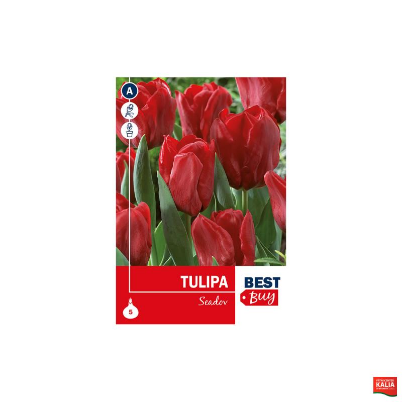 Super Best Buy Tulipa Triumph Seadov 5/1 