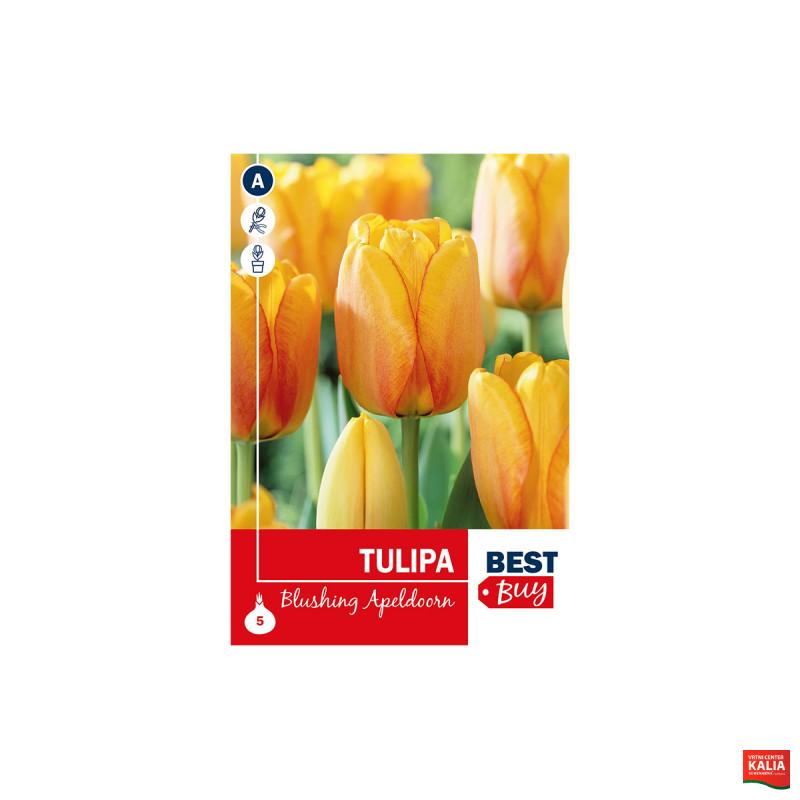 Super Best Buy Tulipa Darwin H. Blushing Apeldoorn 5/1 
