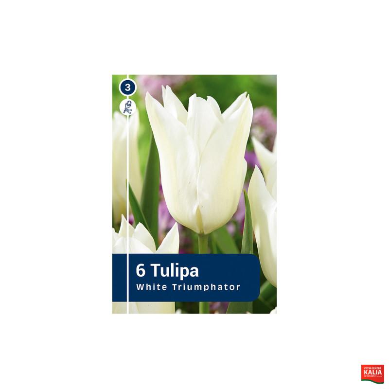 Master Tulipa White Triumphator 6/1 