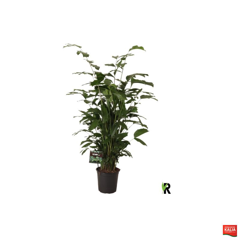 PALMA CARYOTA (Caryota mitis), P24H140