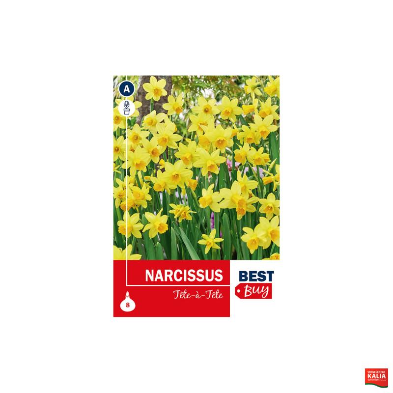 Super Best Buy Narcissus Tête Á Tête 8/1 