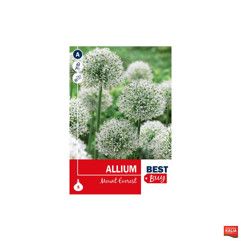 Super Best Buy Allium Mount Everest 5/1 