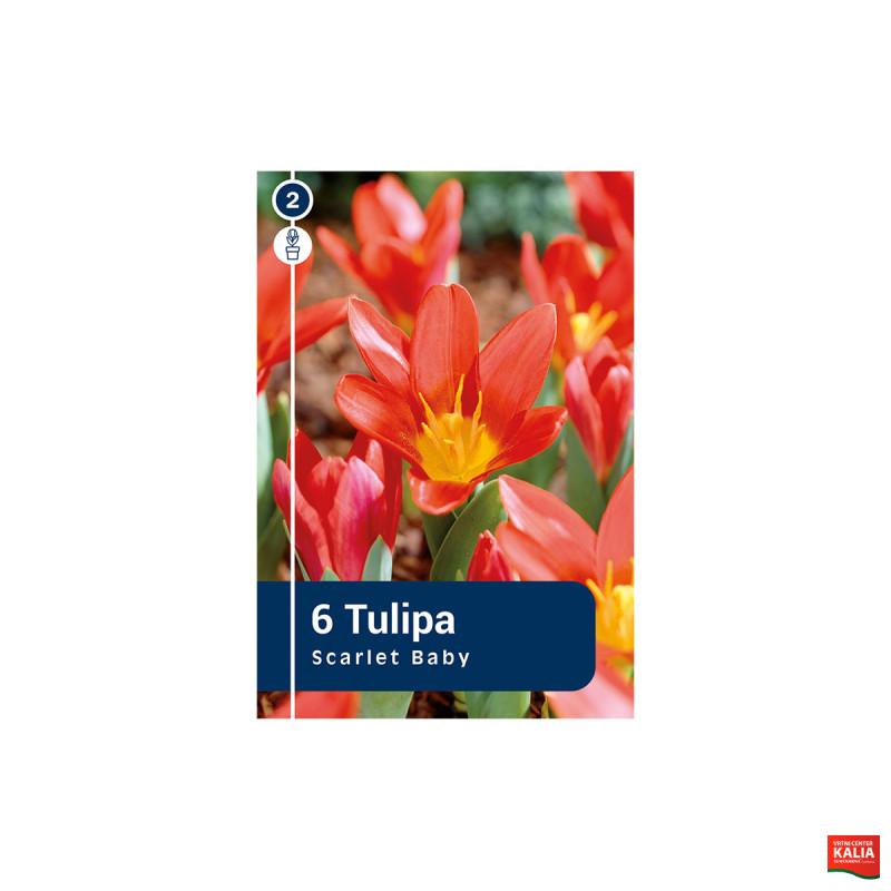 Master Tulipa Scarlet Baby 6/1 