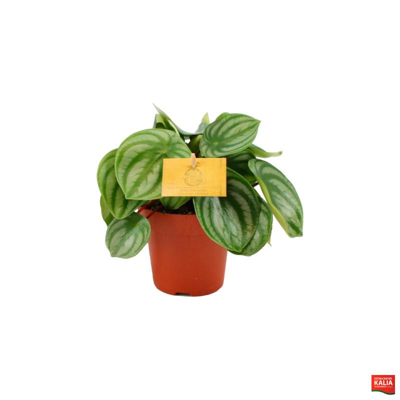 POPROVKA (Peperomia sp.), MIX, P12H20 