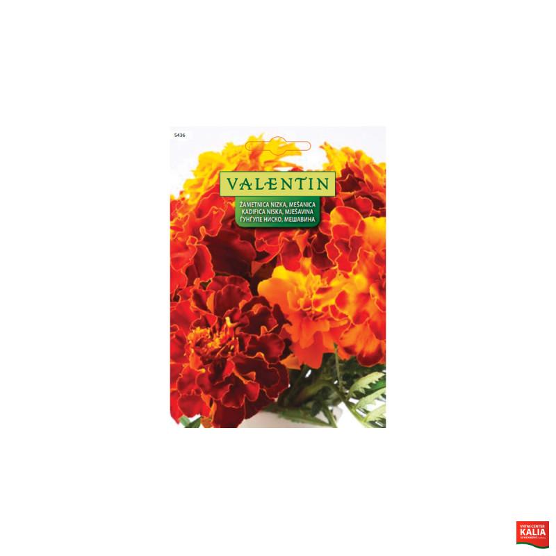 ŽAMETNICA NIZKA - MEŠANICA (Tagetes) 5436 Valentin