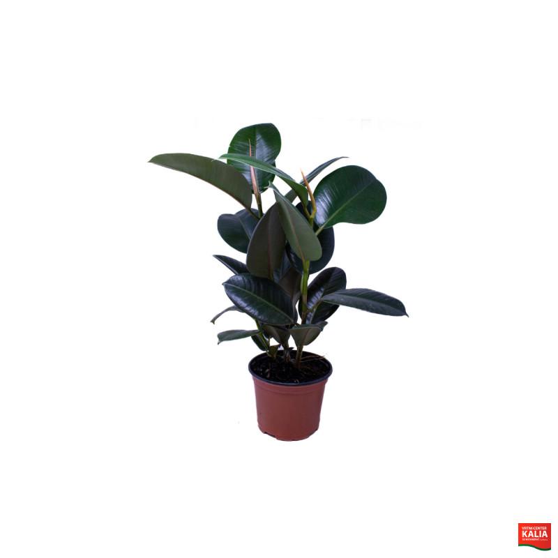 FIKUS GUMOVEC (Ficus elastica 