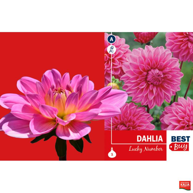 Best buy Dahlia decorative Lucky Number 1/1