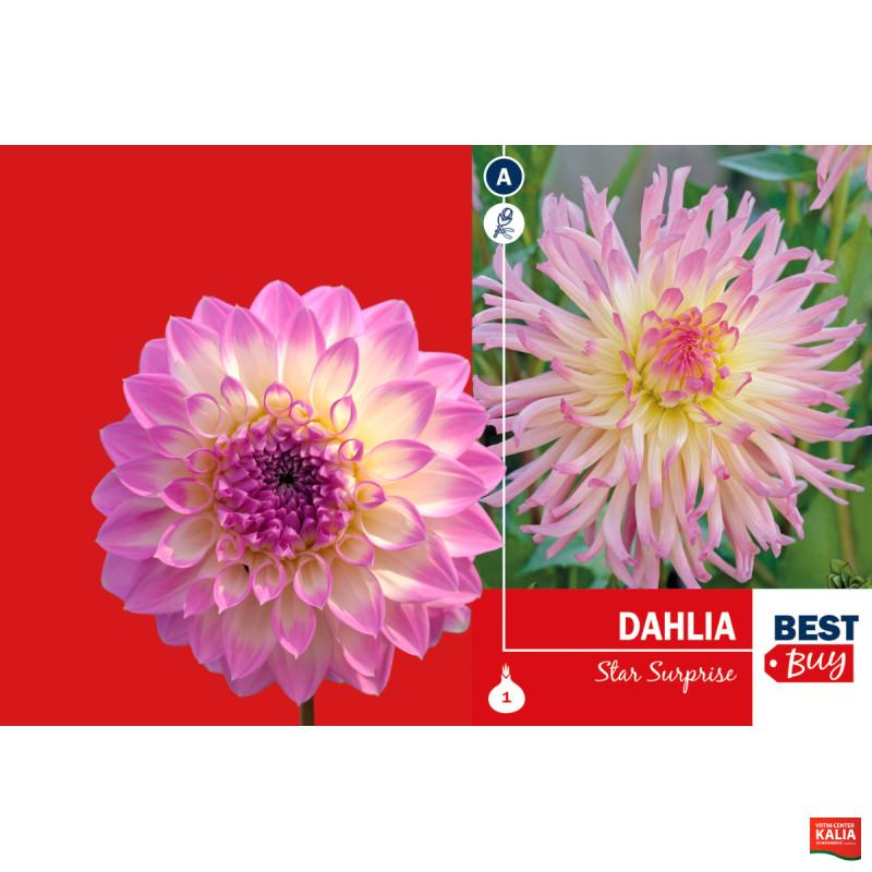 Best buy Dahlia cactus Star Surprise 1/1 