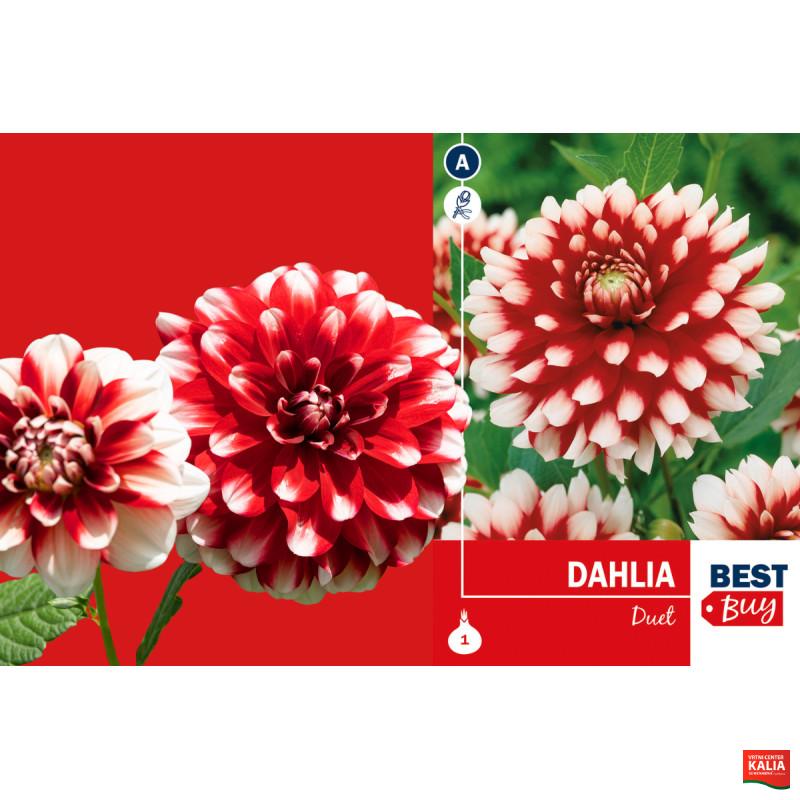 Best buyDahlia decorative Duet 1/1
