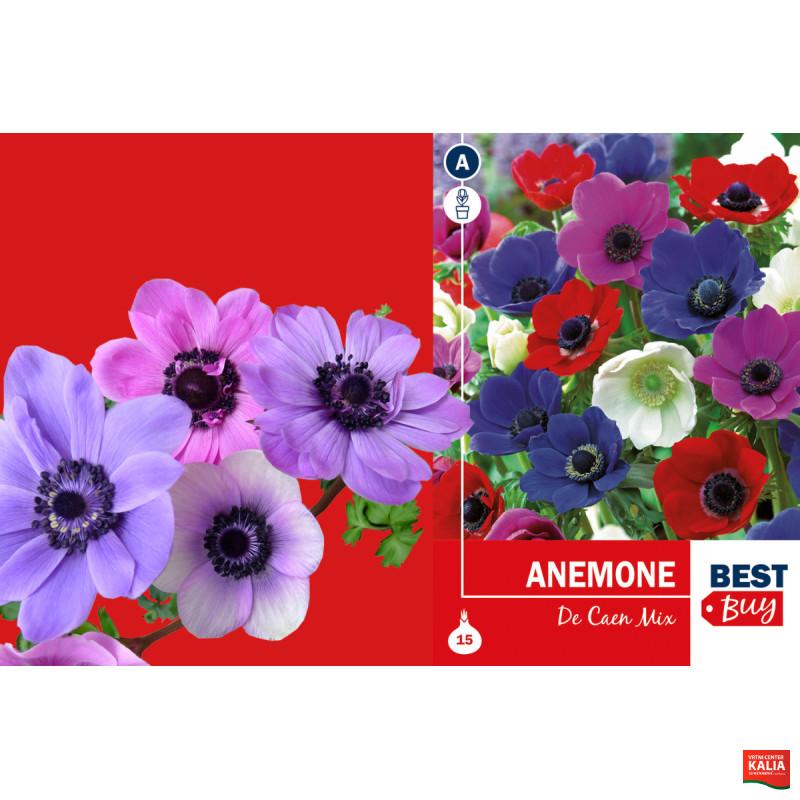 Best buy Anemonen De Caen 15/1 
