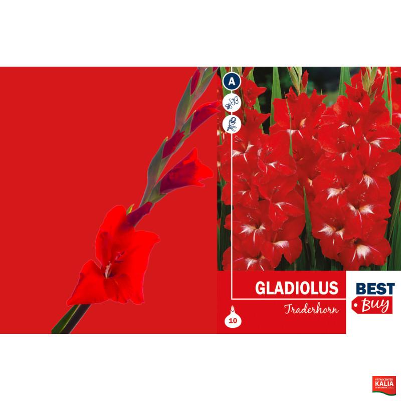 Best buy Gladiolus Traderhorn 10/1