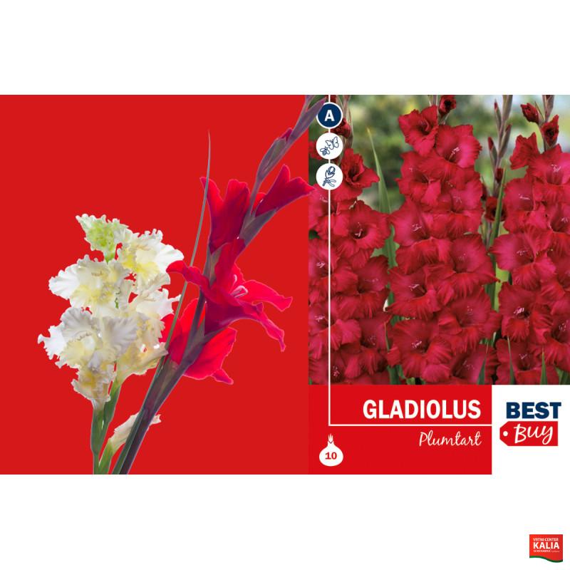 Best buy Gladiolus Plumtart 10/1 