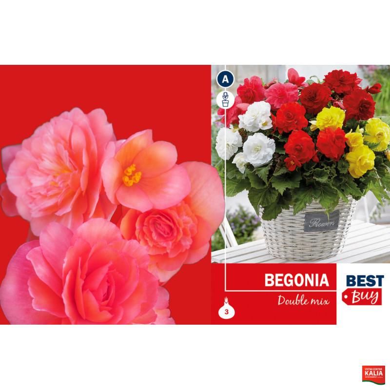 Best buy Begonia double mix 3/1