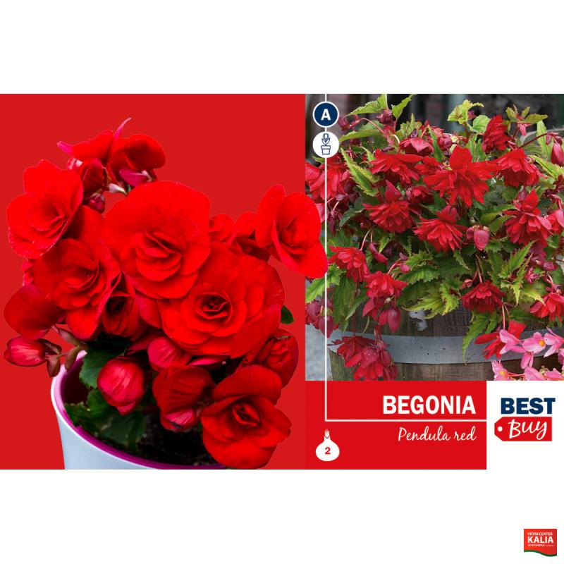 Best buy Begonia pendula red 2/1