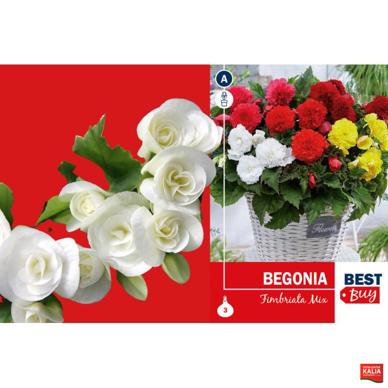 Best buy Begonia fimbriata mix 3/1