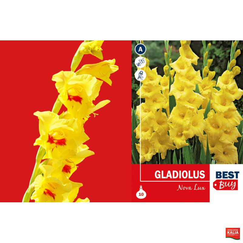 Best buy Gladiolus Nova Lux 10/1