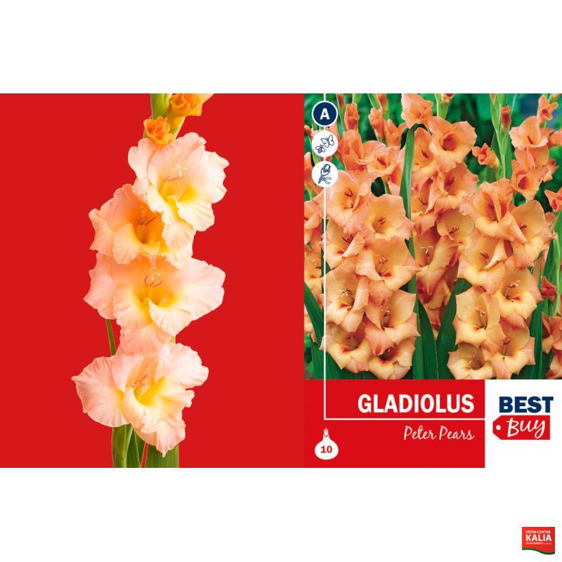 Best buy Gladiolus Peter Pears 10/1