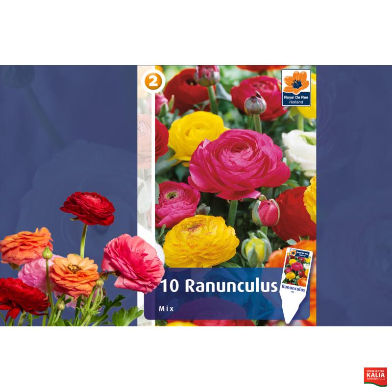 Master Ranunculus mix 10/1