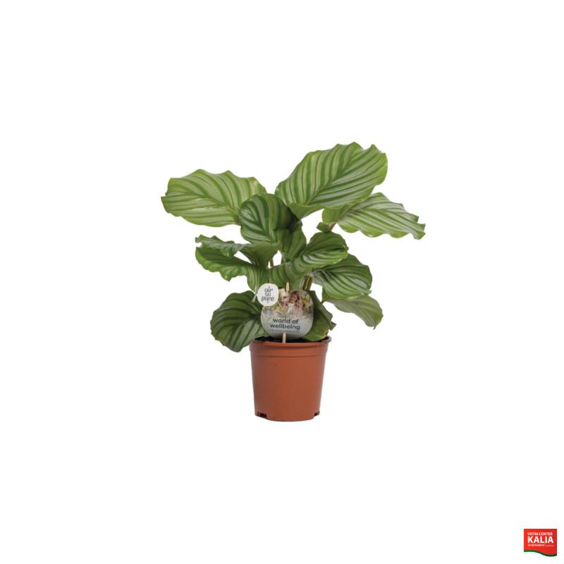 KALATEJA (Calathea orbifolia, Air so Pure), P14H50 