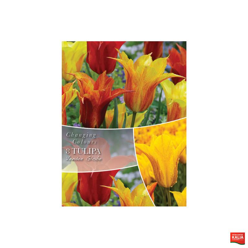 Changing Colors Tulipa Vendee Globe  8/1 