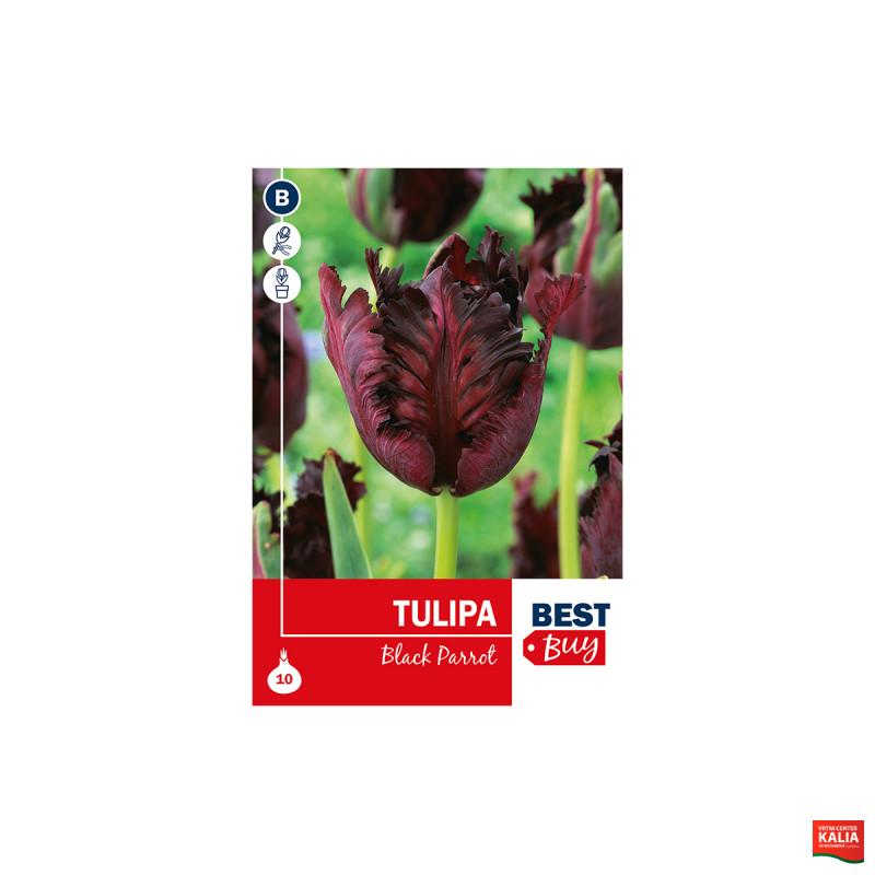 Super Best Buy Tulipa Black Parrot 5/1 