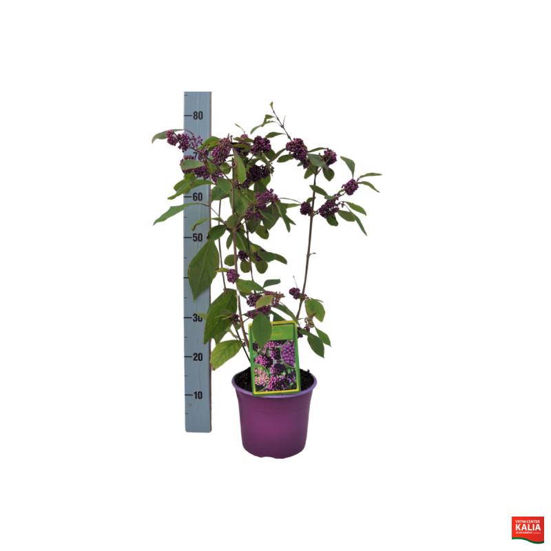 LEPOPLODKA (Callicarpa bodinieri 