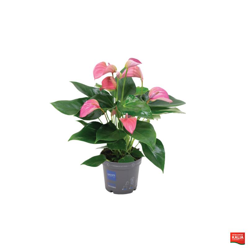 FLAMINGOVEC (Anthurium andraeanum 